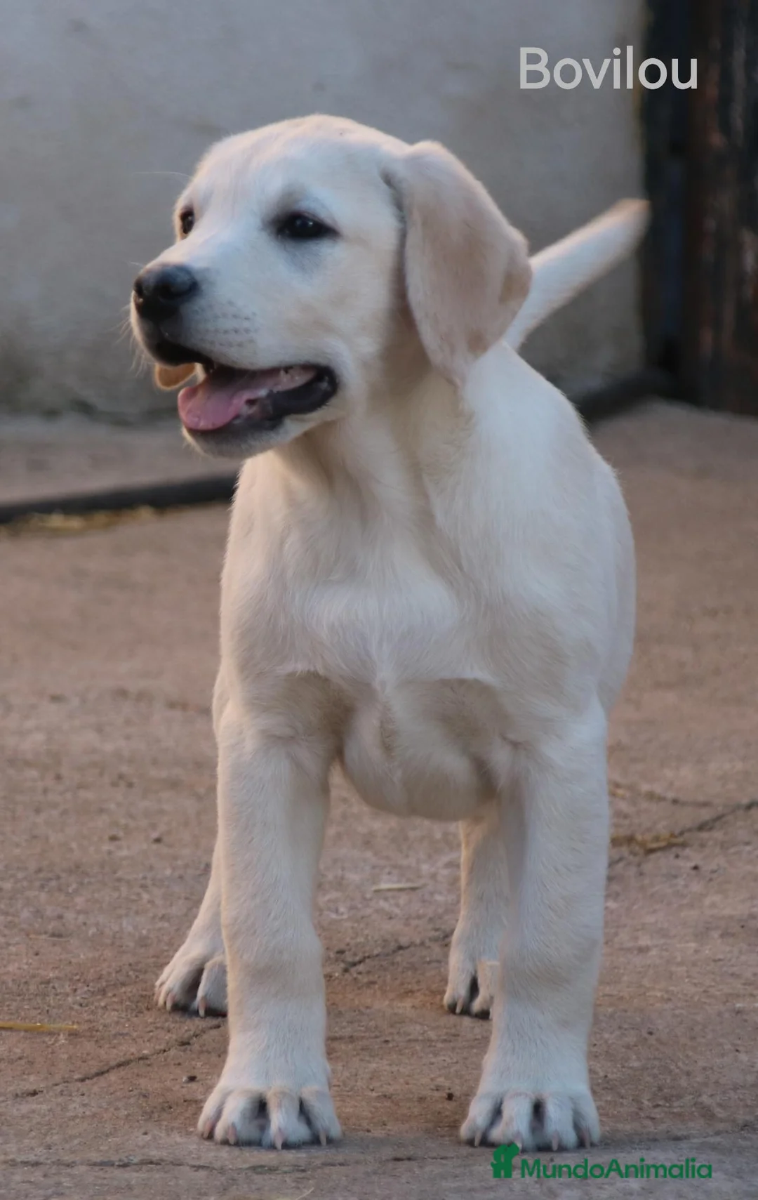 Labrador Retriever perros en venta: Cachorros labrador retriever  - Anuncio 1