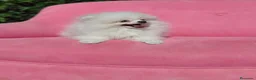 Pomerania perros en venta: Pomerania  - Anuncio 3