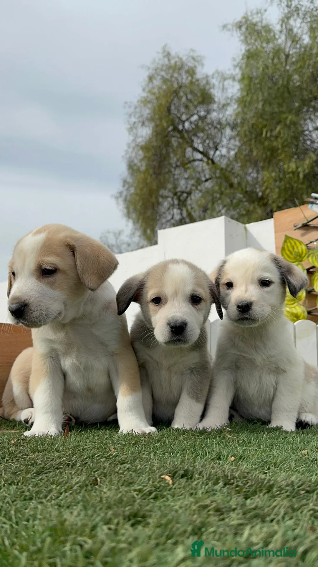 Mastín Español perros en venta: MASTIN ESPAÑOL HEMBRAS - Anuncio 20