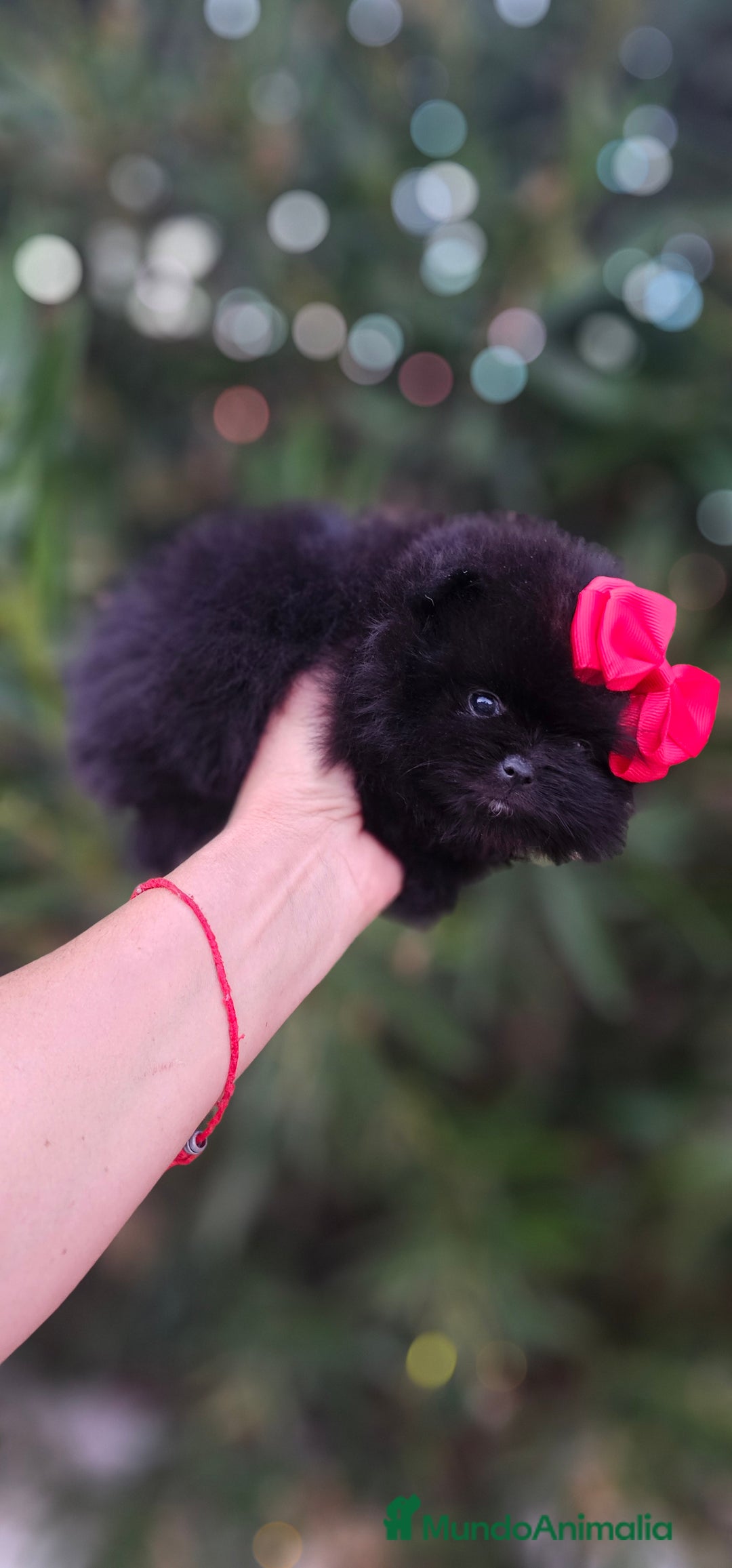 Pomerania perros en venta: Bebés Pomerania exoticos - Imagen 3