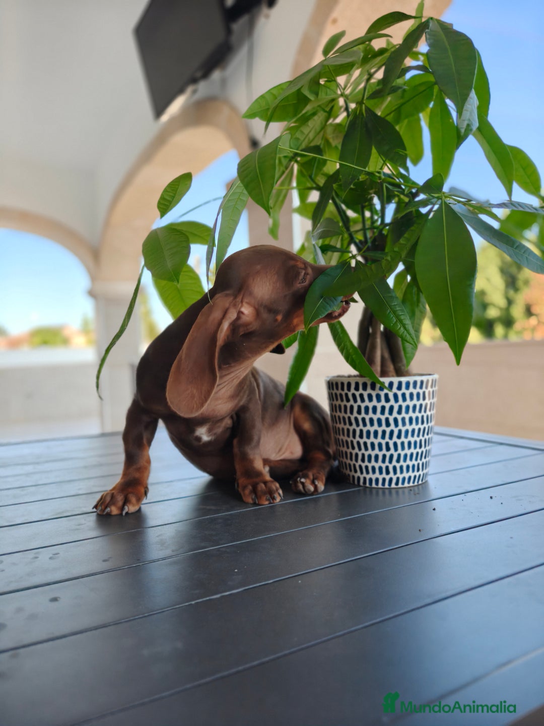 Teckel perros en venta: Teckel - Imagen 4