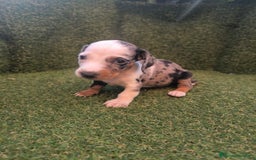 Teckel perros en venta: camada teckel canichen varios colores  - Imagen 7