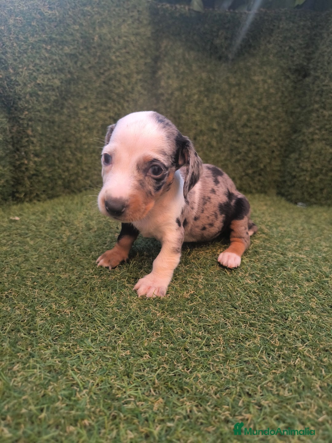 Teckel perros en venta: camada teckel canichen varios colores  - Imagen 7