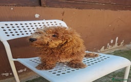 Caniche Enano perros en venta: Caniche enano - Imagen 10