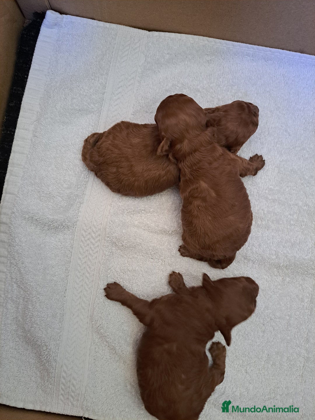 Caniche Toy perros en venta: Caniches - Imagen 5
