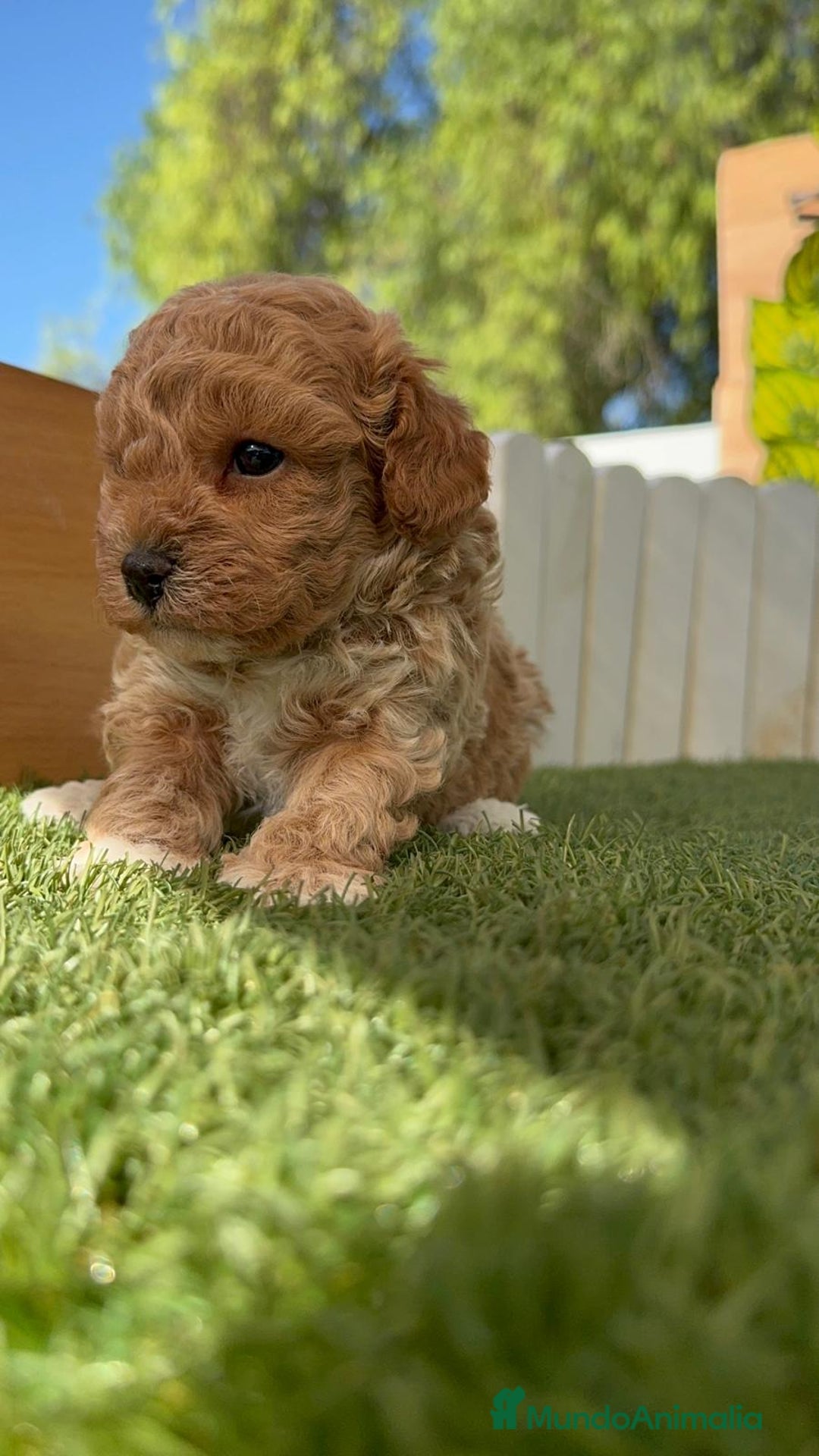 Caniche Toy perros en venta: CANICHE TOY MACHO - Imagen 12