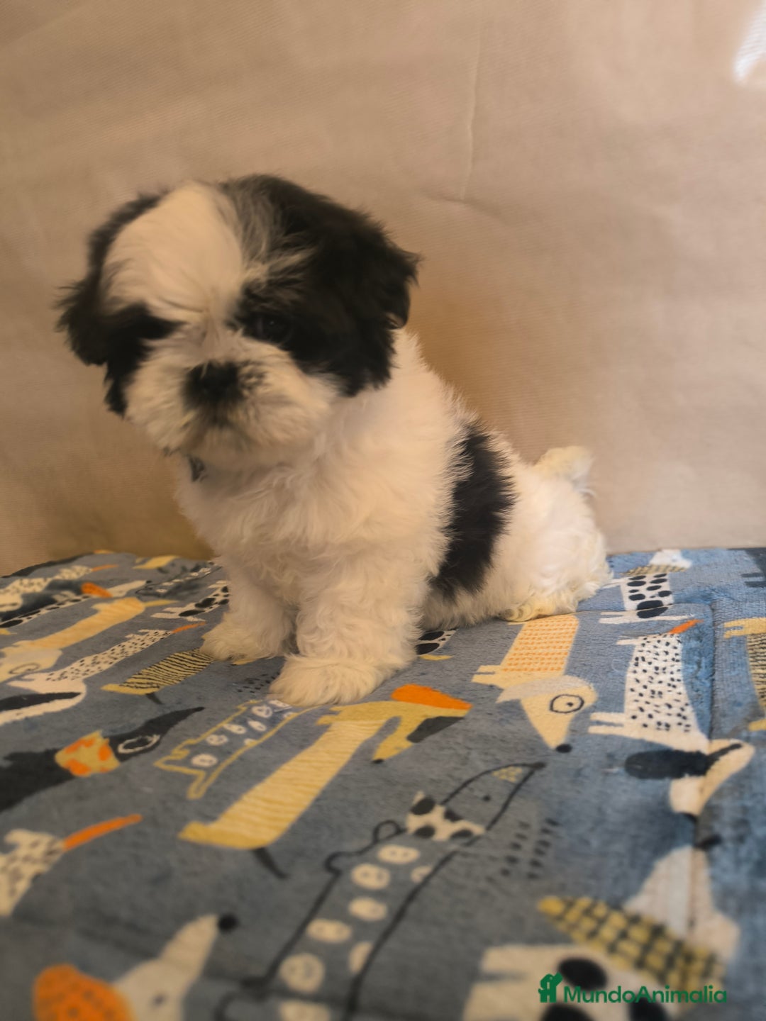 Shih Tzu perros en venta: Shitzu mini - Anuncio 5