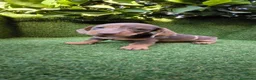 Teckel Miniatura perros en venta: teckel miniatura arlequín  y chocolates  - Anuncio 8