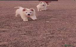 Pastor Blanco Suizo perros en venta: Pastor Blanco Suizo  - Anuncio 2