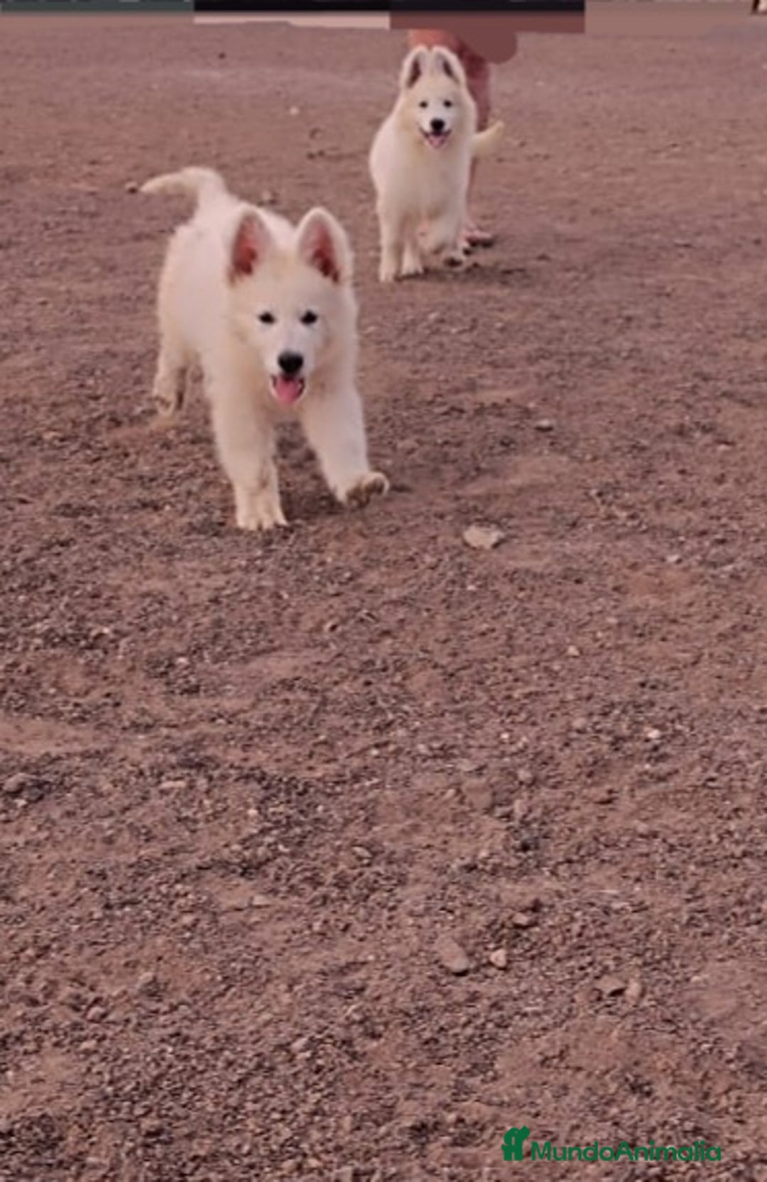 Pastor Blanco Suizo perros en venta: Pastor Blanco Suizo  - Anuncio 2