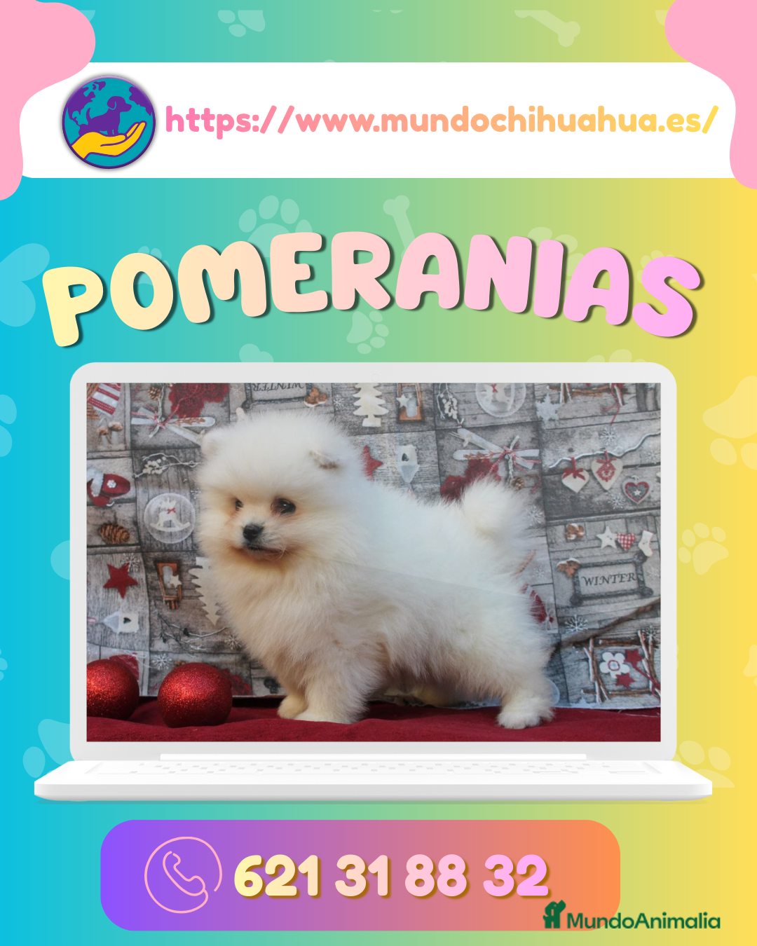 Pomerania perros Cachorros de pomerania enano 🧸✨ - Anuncio 3