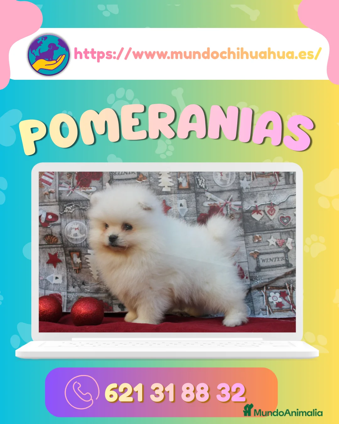 Pomerania perros en venta: Cachorros de pomerania enano 🧸✨ - Anuncio 1