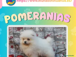 Pomerania perros Cachorros de pomerania enano 🧸✨ - Anuncio 3