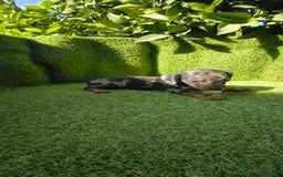 Teckel Miniatura perros en venta: camada teckel canichen muy pequeños  - Imagen 14