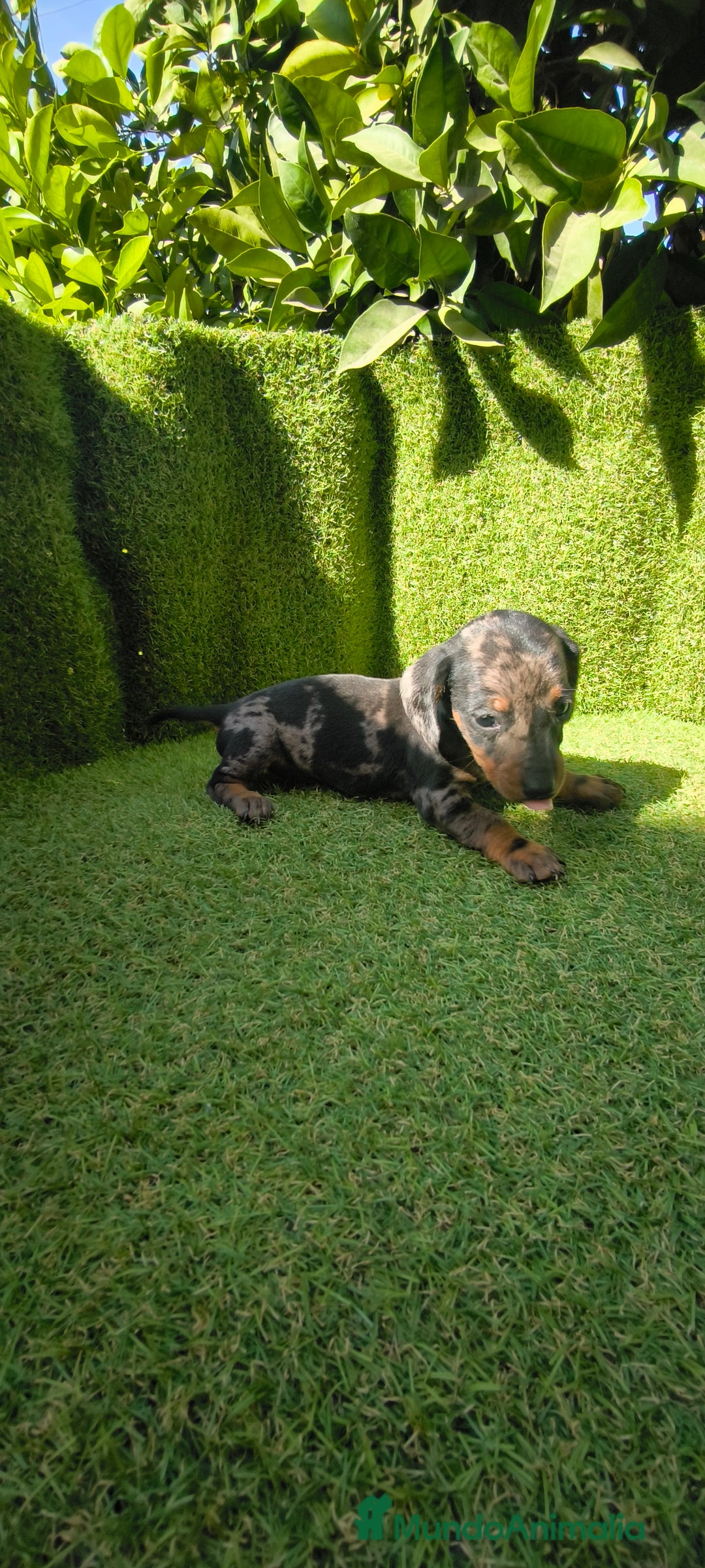 Teckel Miniatura perros en venta: camada teckel canichen muy pequeños  - Imagen 14