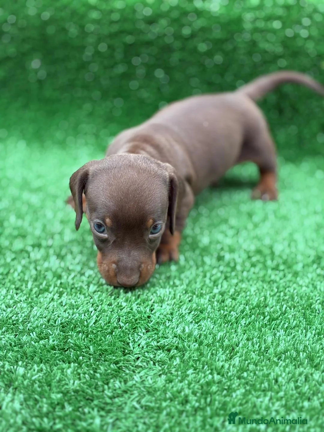 Teckel Miniatura perros en venta: Cachorros teckel miniatura  - Anuncio 2