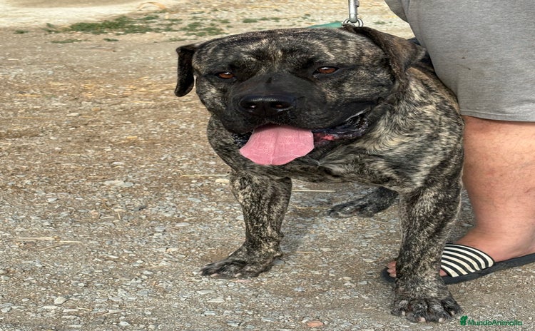 Dogo Canario perros - Anuncio 5