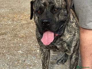 Dogo Canario perros - Anuncio 21