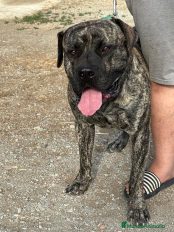 Dogo Canario perros - Anuncio 1