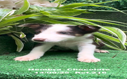 Border Collie perros en venta: Border Collie Chocolate - Imagen 23