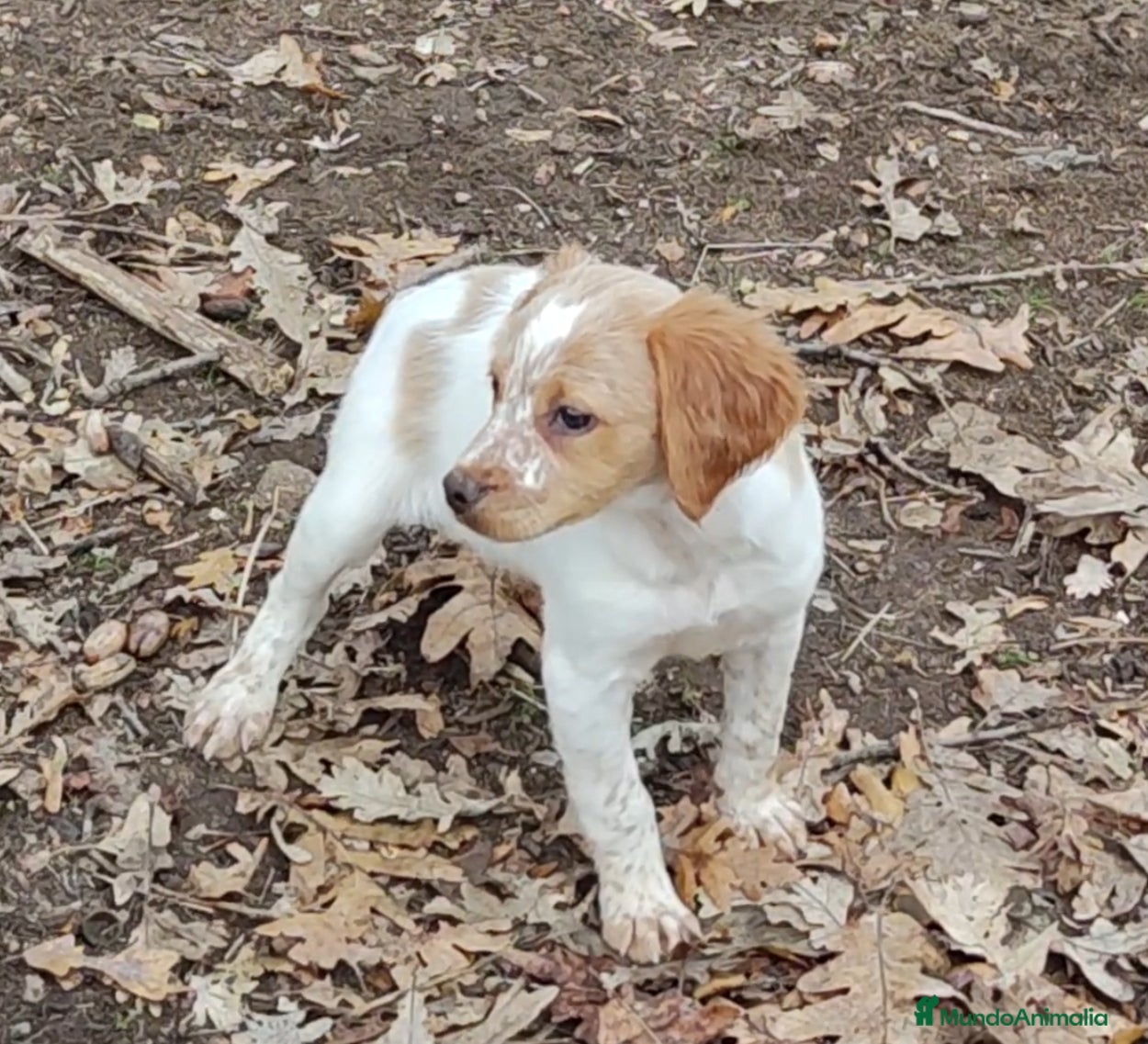 Épagneul Breton perros CACHORRAS EPAGNEUL BRETON  - Anuncio 25