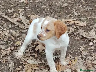 Épagneul Breton perros CACHORRAS EPAGNEUL BRETON - Anuncio 2