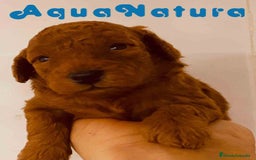 Caniche Toy perros en venta: Cachorros Caniche camada de Pastanaga - Imagen 5