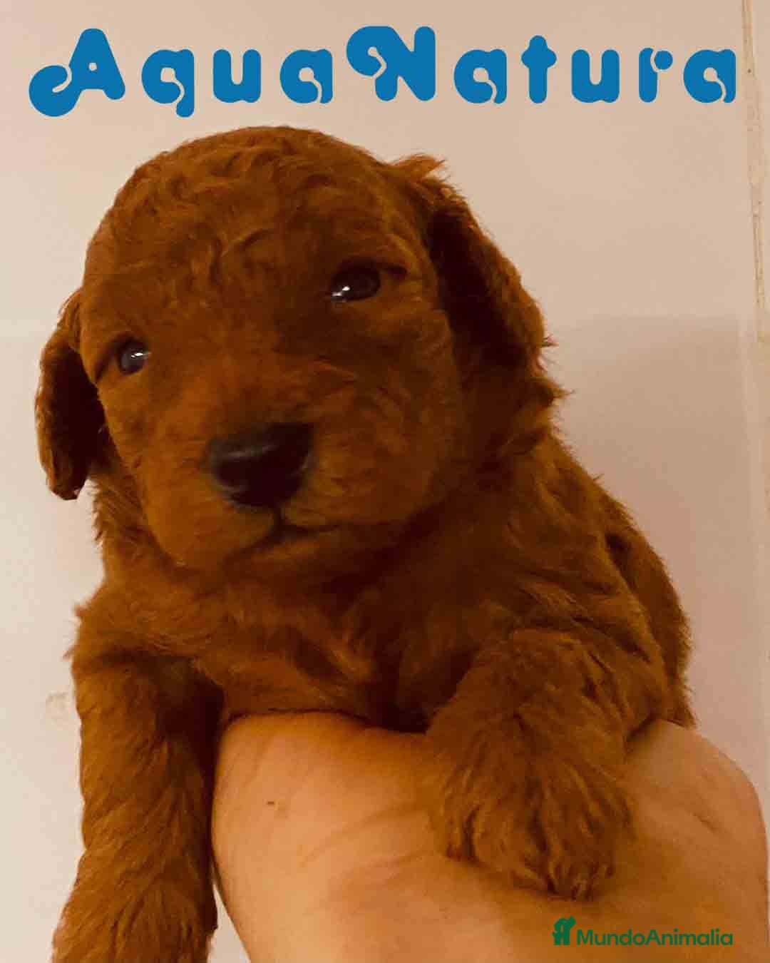 Caniche Toy perros en venta: Cachorros Caniche camada de Pastanaga - Imagen 5