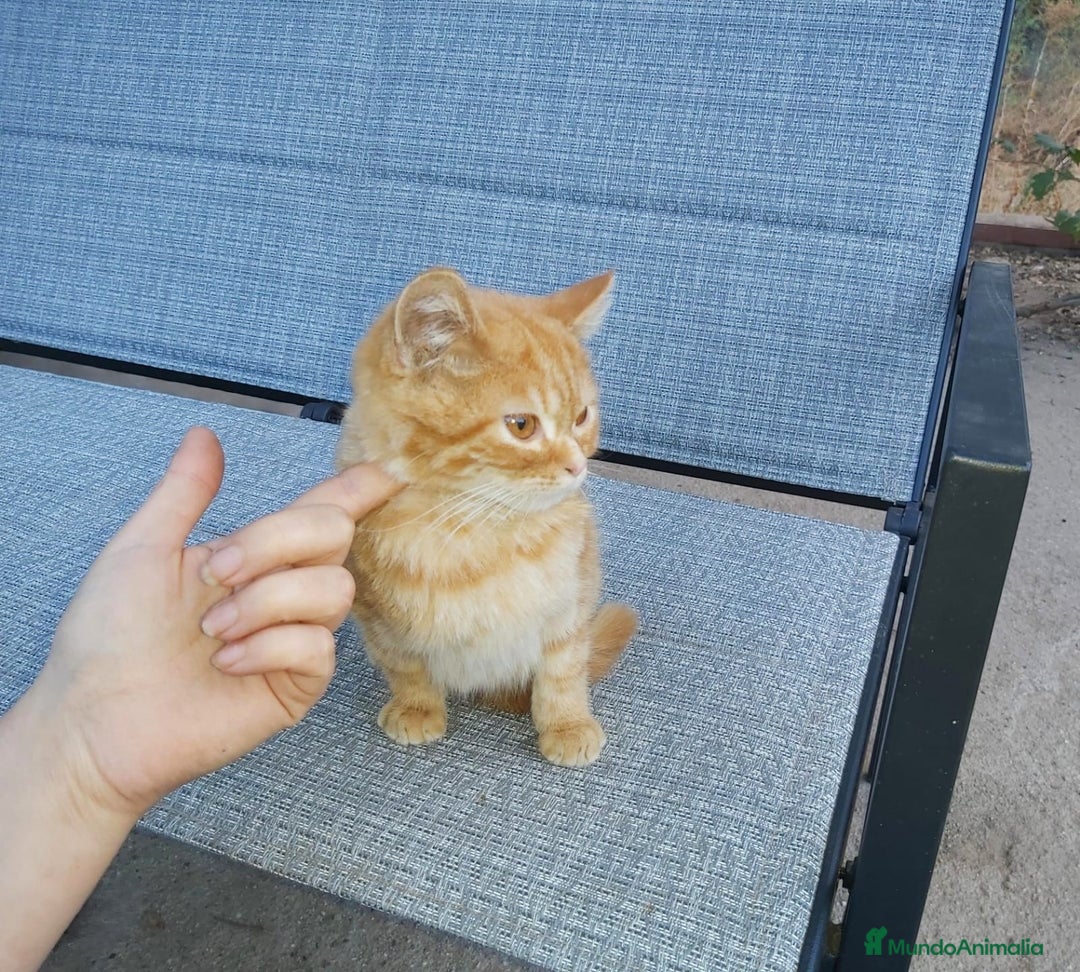 Británico de Pelo Corto gatos en venta: Machito British shorthair  - Anuncio 1