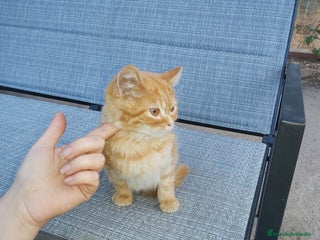 Británico de Pelo Corto gatos Machito British shorthair - Anuncio 2