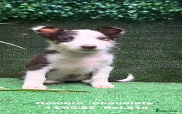 Border Collie perros en venta: Border Collie Chocolate - Imagen 24