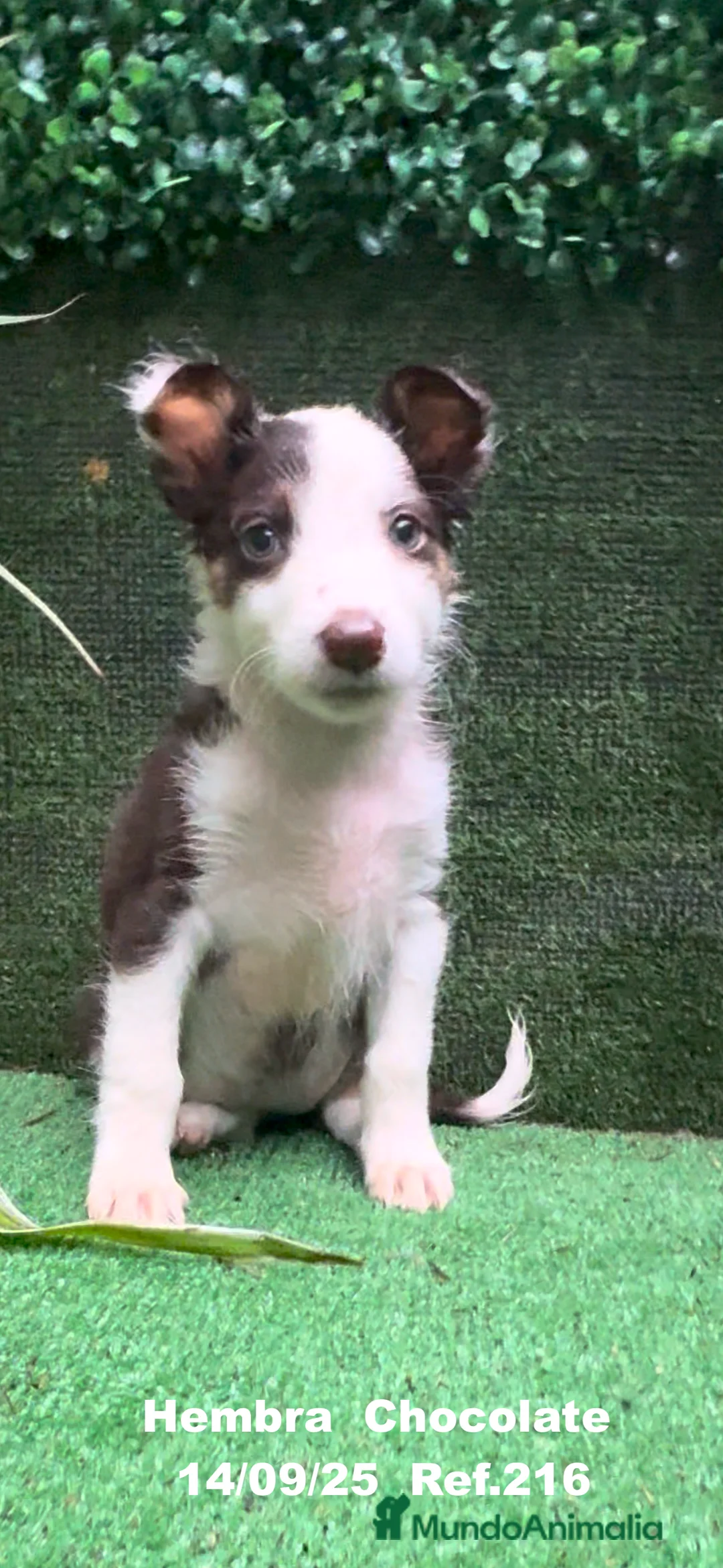 Border Collie perros en venta: Border Collie Chocolate - Anuncio 24