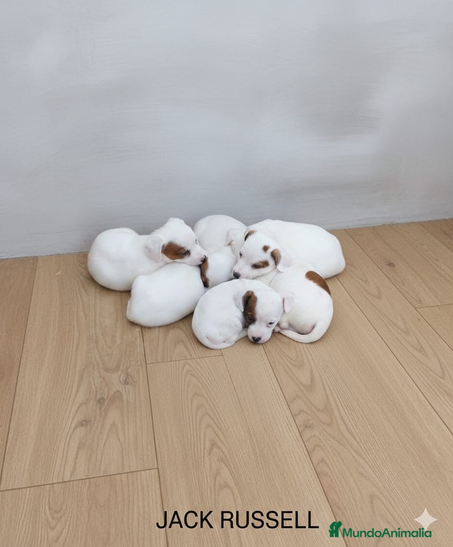 Jack Russell Terrier perros Jack Russell Terrier de pelo corto - Anuncio 1