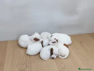 Jack Russell Terrier perros Jack Russell Terrier de pelo corto - Anuncio 1