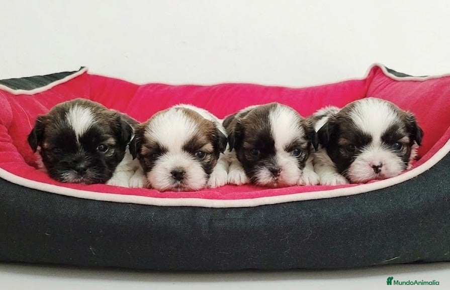 Shih Tzu perros shih tzu - Anuncio 2