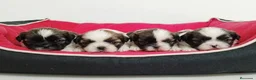 Shih Tzu perros en venta: shih tzu - Anuncio 1