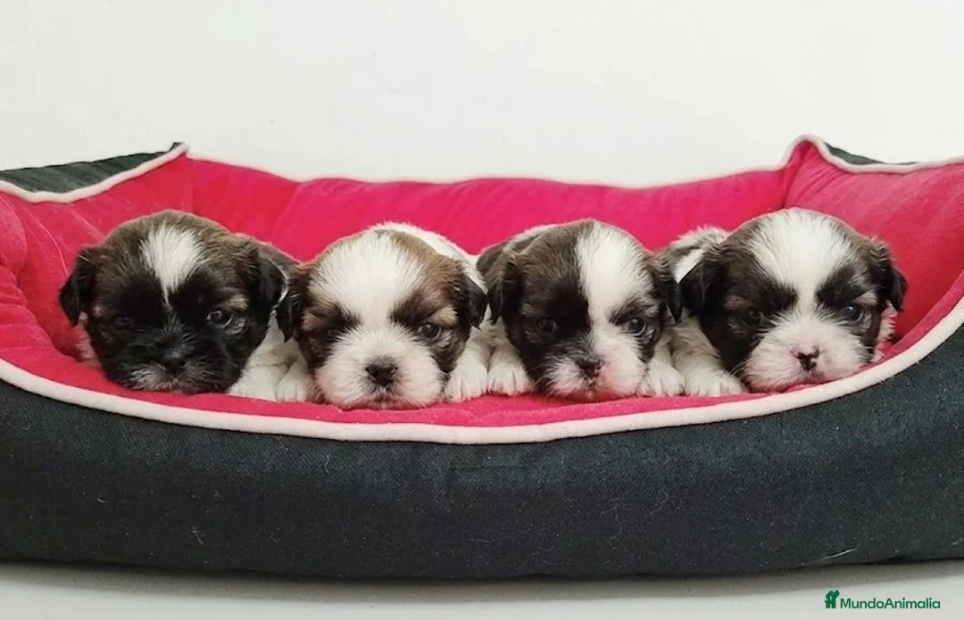 Shih Tzu perros en venta: shih tzu - Anuncio 1