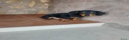 Teckel Miniatura perros en venta: Cachorro teckel miniatura  - Anuncio 2