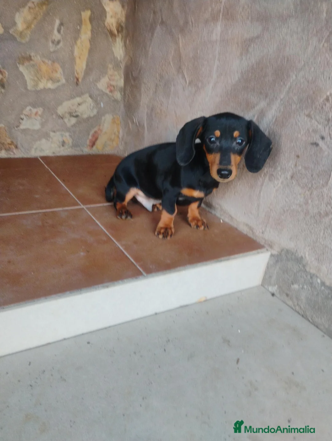 Teckel Miniatura perros en venta: Cachorro teckel miniatura  - Anuncio 2