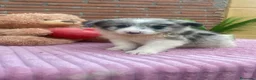 Border Collie perros en venta: Border collie merle. Machos  - Anuncio 2