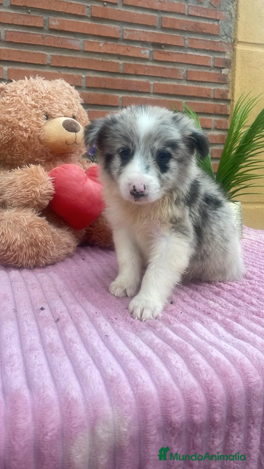Border Collie perros en venta: Border collie merle. Machos  - Anuncio 2