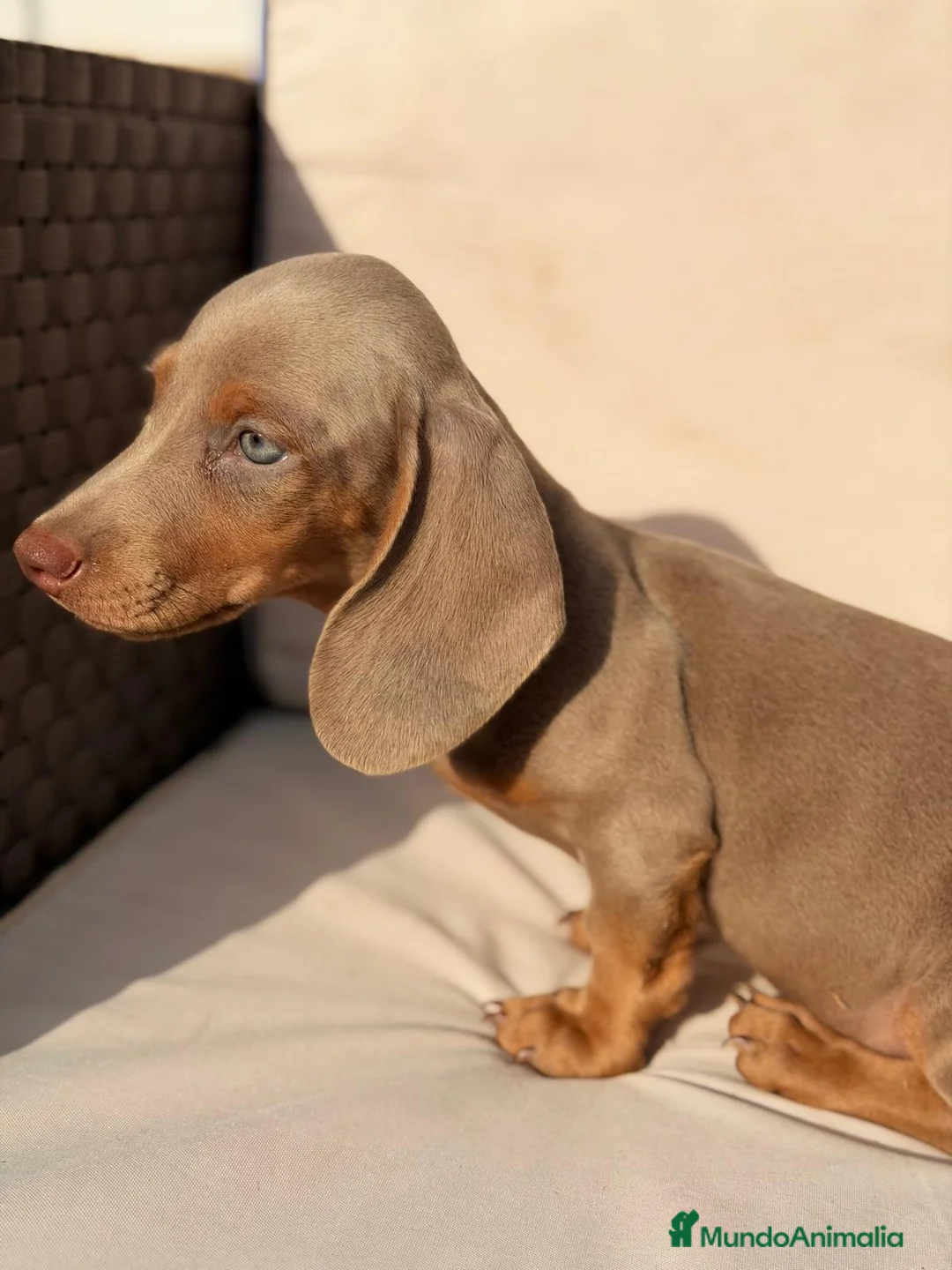 Teckel Miniatura perros en venta: TECKEL MINIATURA LILAC - Anuncio 7