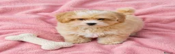 Maltipoo perros en venta: Maltipoo - Anuncio 1