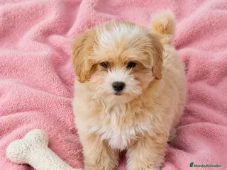 Maltipoo perros Maltipoo - Anuncio 1