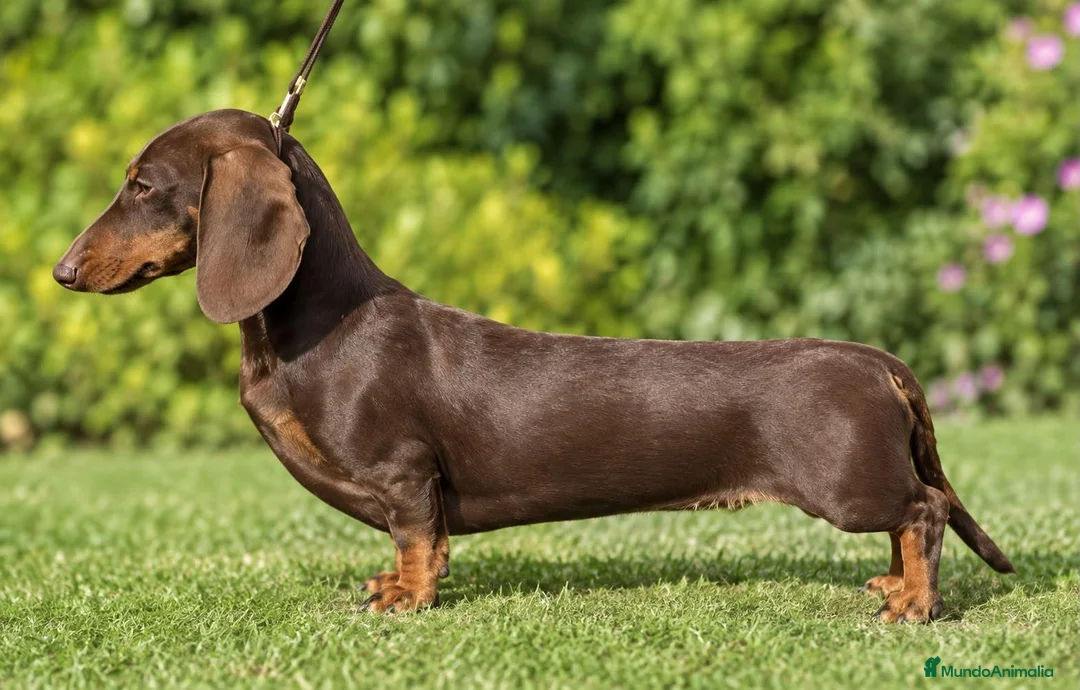 Teckel Miniatura perros en venta: Teckel miniatura chocolate y arlequín chocolate - Anuncio 11