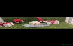 Bichón Maltés perros en venta: Bichón maltes  - Imagen 1