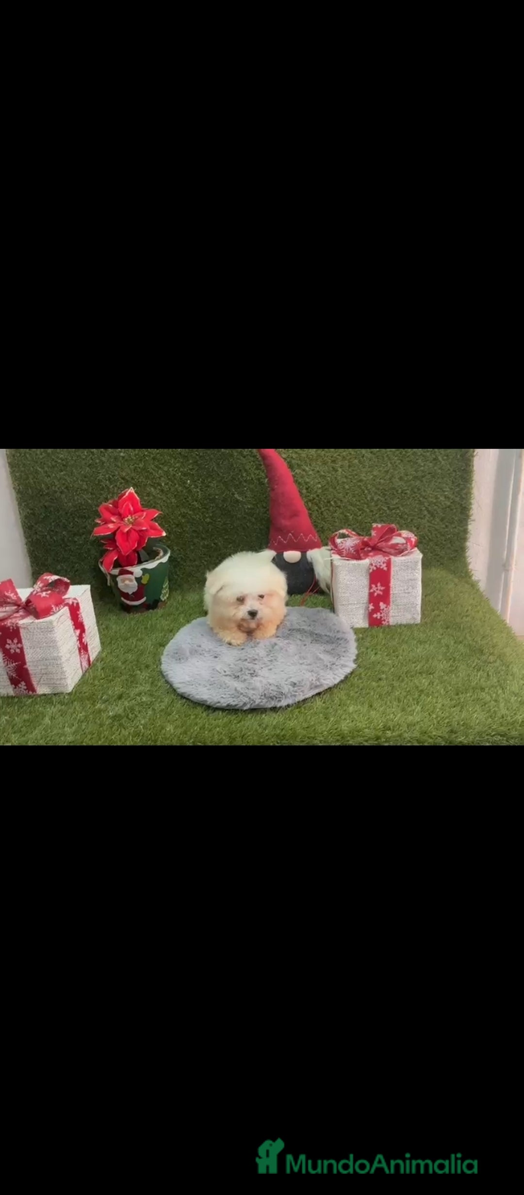 Bichón Maltés perros en venta: Bichón maltes  - Imagen 1