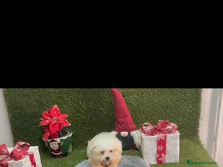 Bichón Maltés perros - Anuncio 2