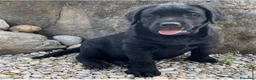 Labrador Retriever perros en venta: Impresionantes cachorros de labrador  - Anuncio 3