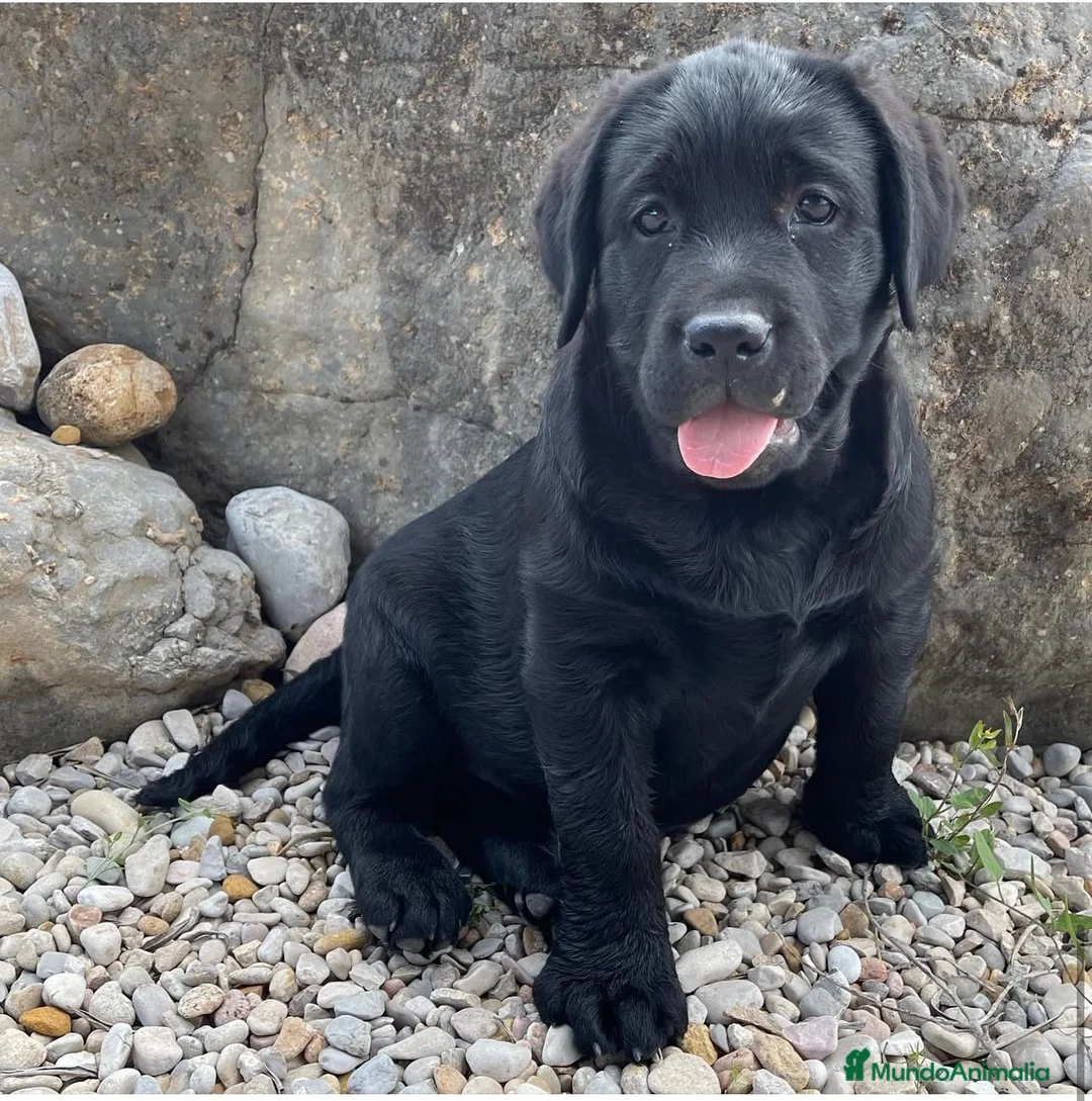 Labrador Retriever perros en venta: Impresionantes cachorros de labrador  - Anuncio 3